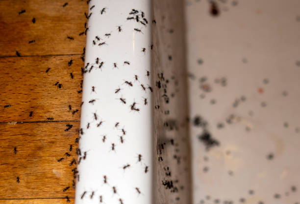 Best Cockroach Control Services  in Crestwood Village, NJ